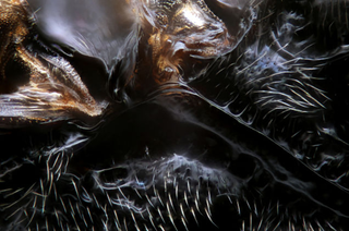 Illustration for article titled Fotografías macroscópicas tan nítidas que parecen irreales